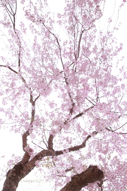 京都 遅咲きのおむろ桜 in 仁和寺(にんなじ)_e0227942_15295607.jpg