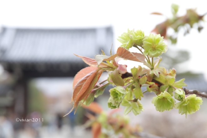 京都 遅咲きのおむろ桜 in 仁和寺(にんなじ)_e0227942_15311027.jpg