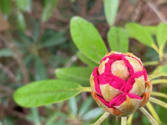 シャクナゲの蕾 アトリエ薔薇曼荼羅 シャクナゲの蕾 アトリエ薔薇曼荼羅