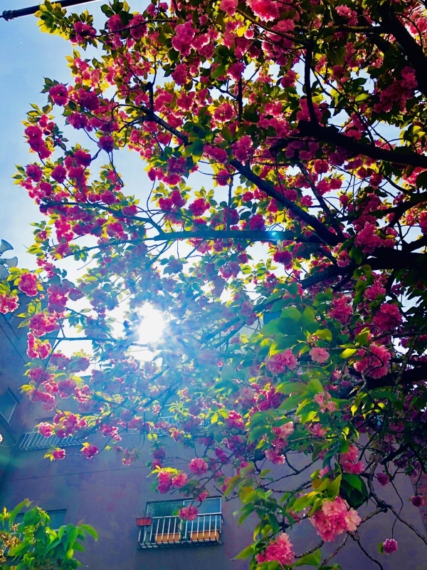 八重桜。散りはじめた。。。&4月25日(木)のランチメニュー_d0243849_14484594.jpeg
