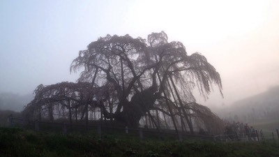 サクランボの実る頃を過ぎても/Même Passé le Temps des Cerises._c0109850_10543421.jpeg