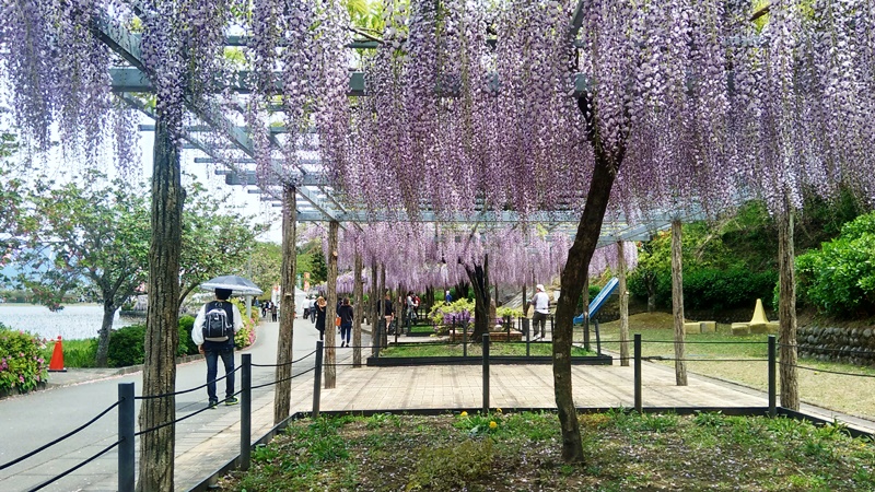 蓮花寺池公園 風と香りと太陽