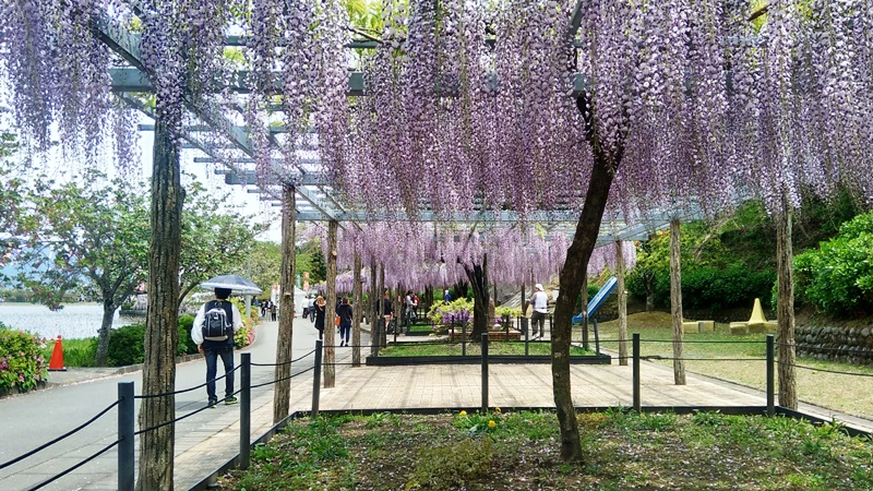 蓮花寺池公園_f0091250_9191442.jpg