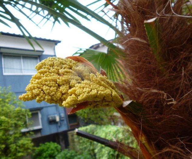 棕櫚の花 四季を感じるままに