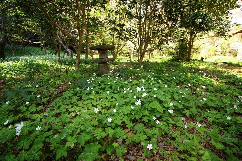 龍津寺のニリンソウ・2♪_a0167759_112798.jpg