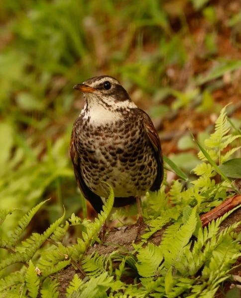 a0248459_16074214.jpg