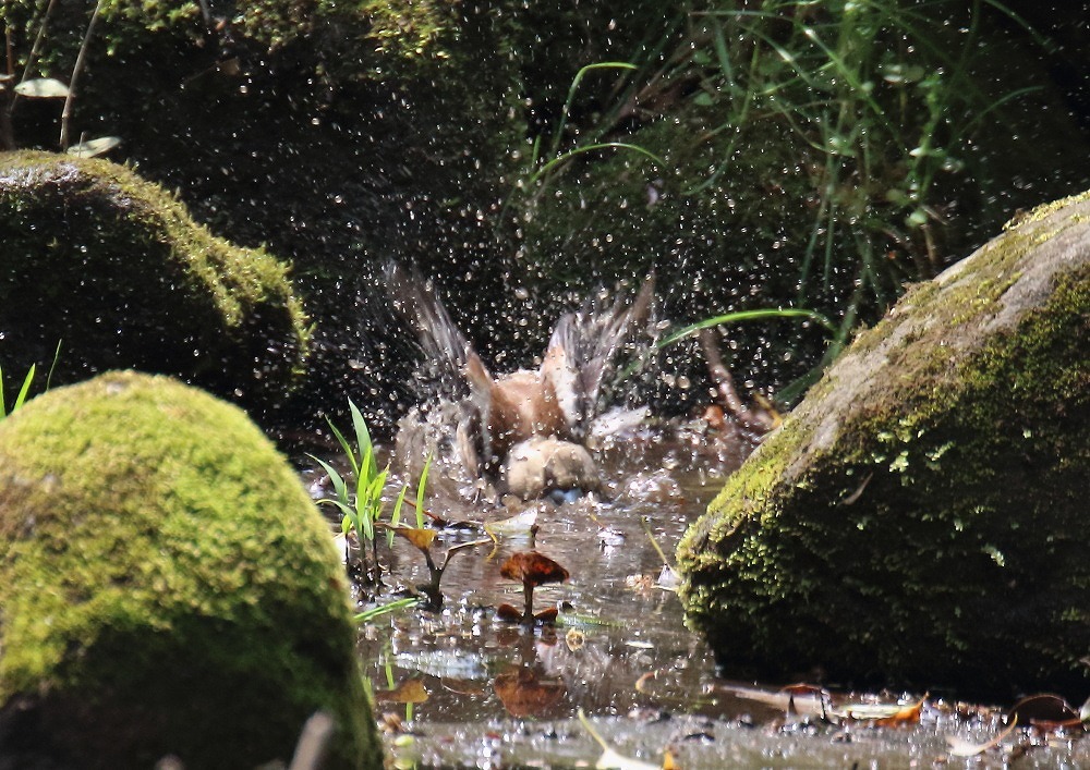 水場に下りてきたシメー②_c0114159_14045936.jpg