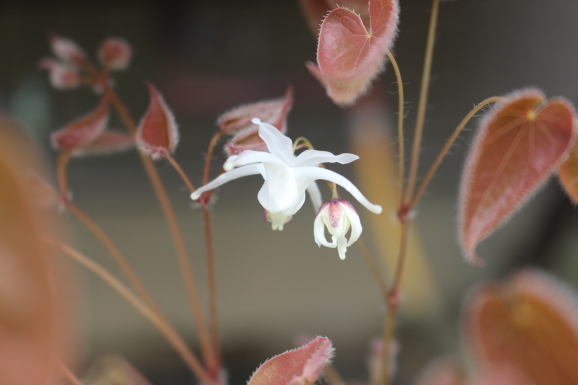 常盤碇草 トキワイカリソウ ひげ爺の花便り
