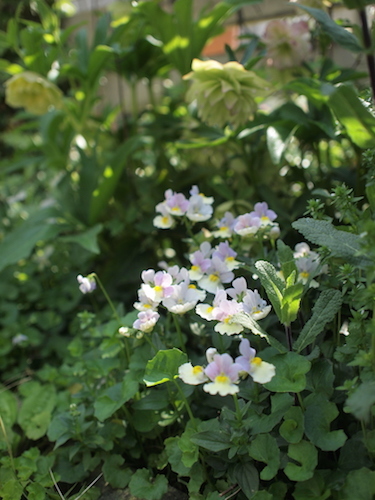 4月の庭_a0335560_22475429.jpg