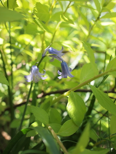 4月の庭_a0335560_22475907.jpg