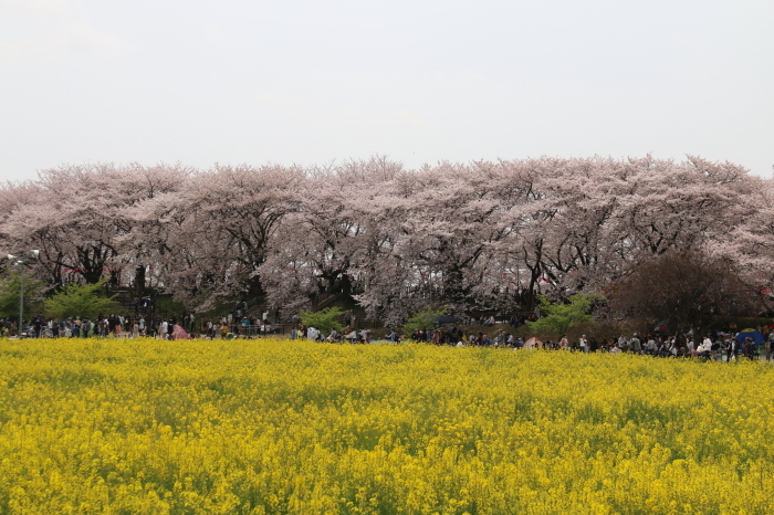 幸手市権現堂桜堤☆満開の桜と菜の花♪4月7日の春の日_d0152261_11381960.jpg