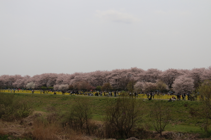 幸手市権現堂桜堤☆満開の桜と菜の花♪4月7日の春の日_d0152261_11391648.jpg