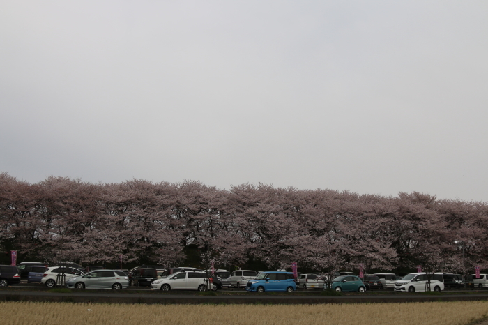 幸手市権現堂桜堤☆満開の桜と菜の花♪4月7日の春の日_d0152261_11444024.jpg