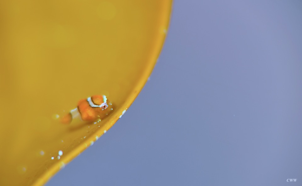 さらに素敵な_e0158261_08185652.jpeg