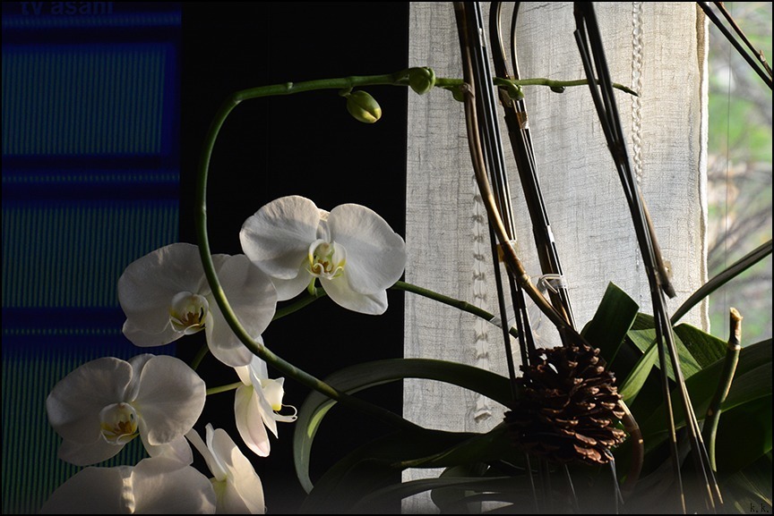 一昨年いただいた胡蝶蘭から脇芽がでて蕾が七つきました。 : 生きる