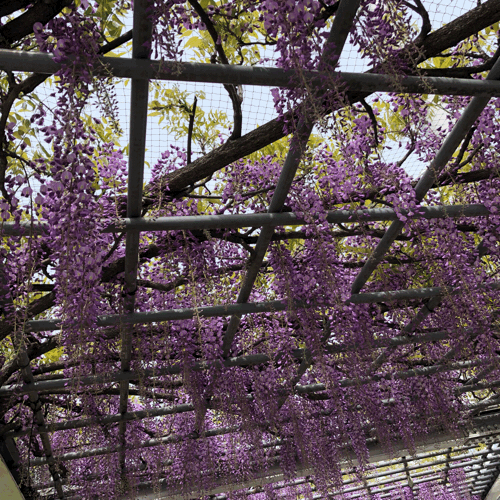 b0325867_08051437.gif