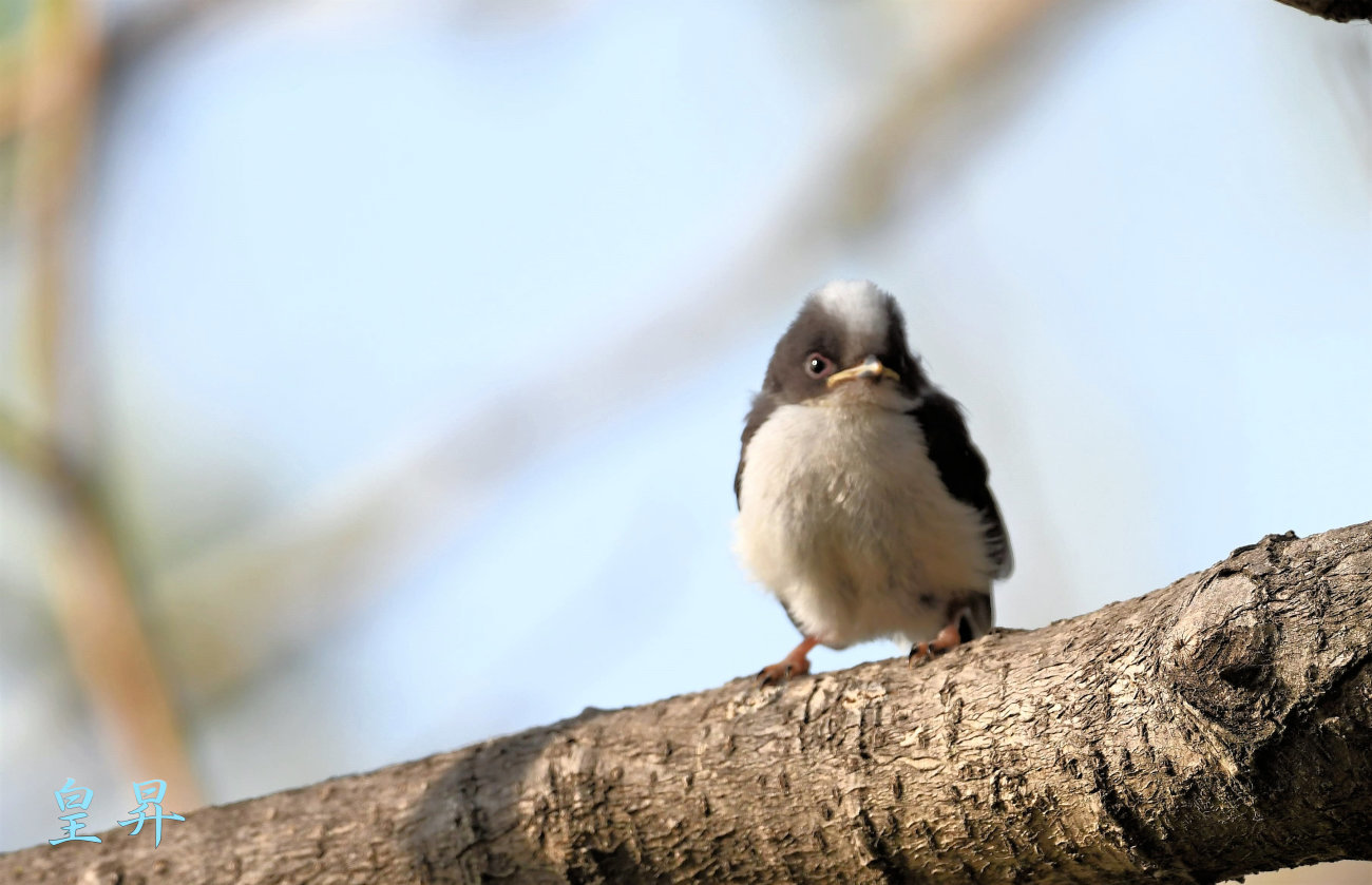 巣立ちしたエナガのヒナ達 可愛いですね 代行 誠 皇 昇 巣立ちしたエナガのヒナ達 可愛いですね 代行 誠 皇 昇