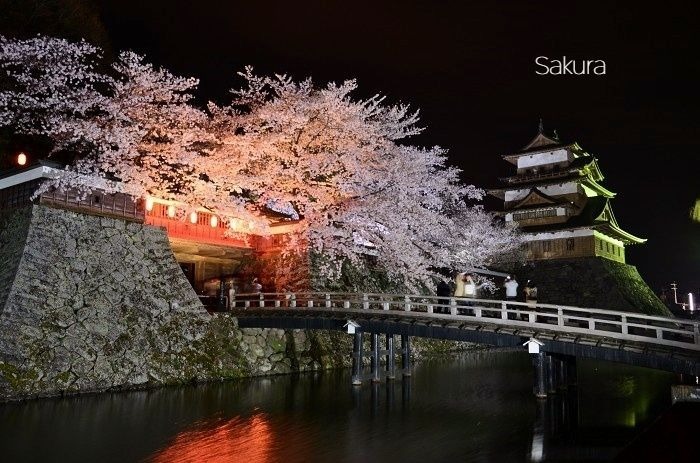 高島城の桜2019_b0341869_11444636.jpg