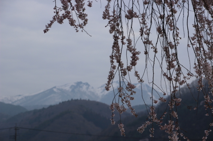 桜だより(30) 沼田市 天照寺のしだれ桜 (2019/4/21撮影)_b0369971_10361915.jpg