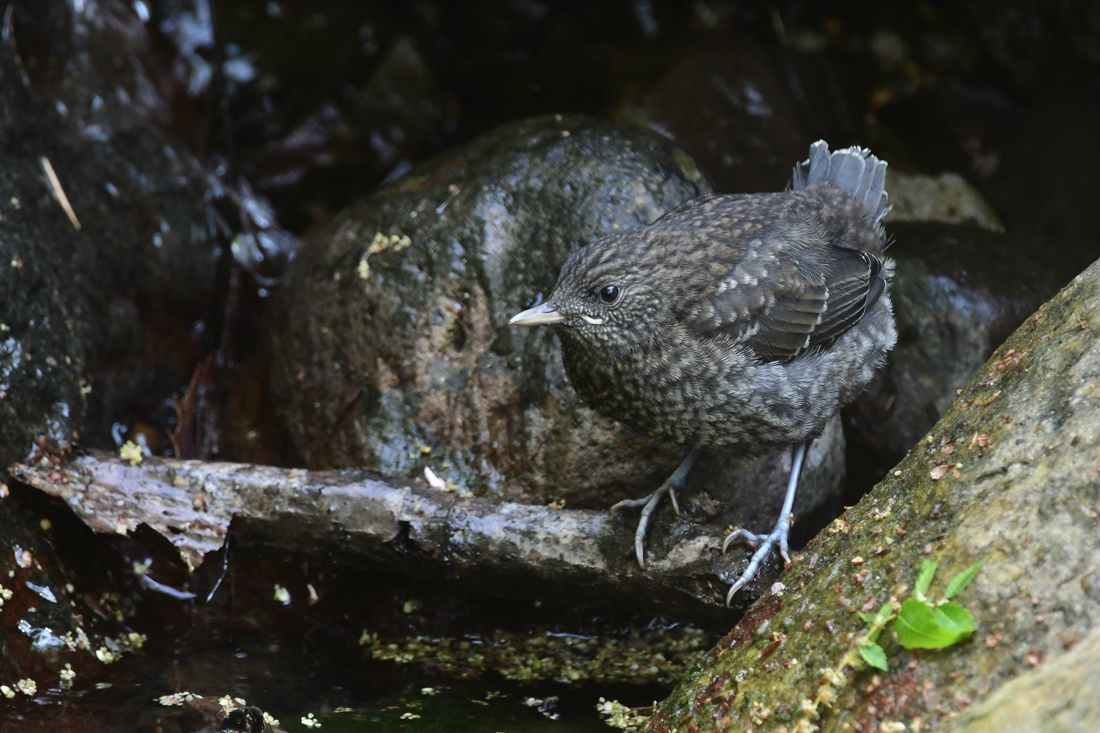 カワガラス 巣立ち雛_f0053272_21480067.jpg
