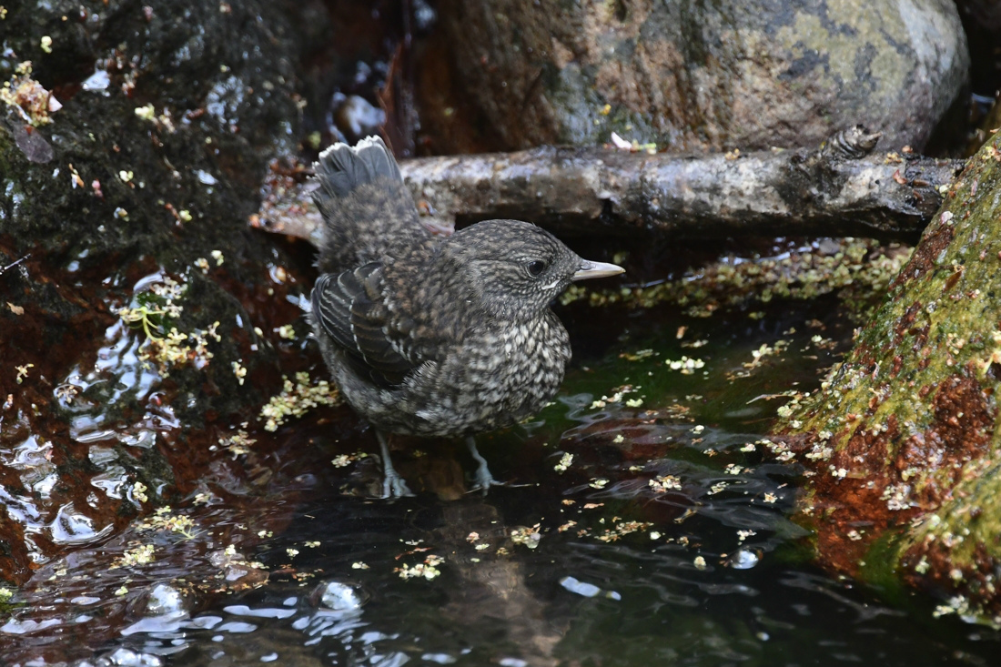 カワガラス 巣立ち雛_f0053272_21554817.jpg