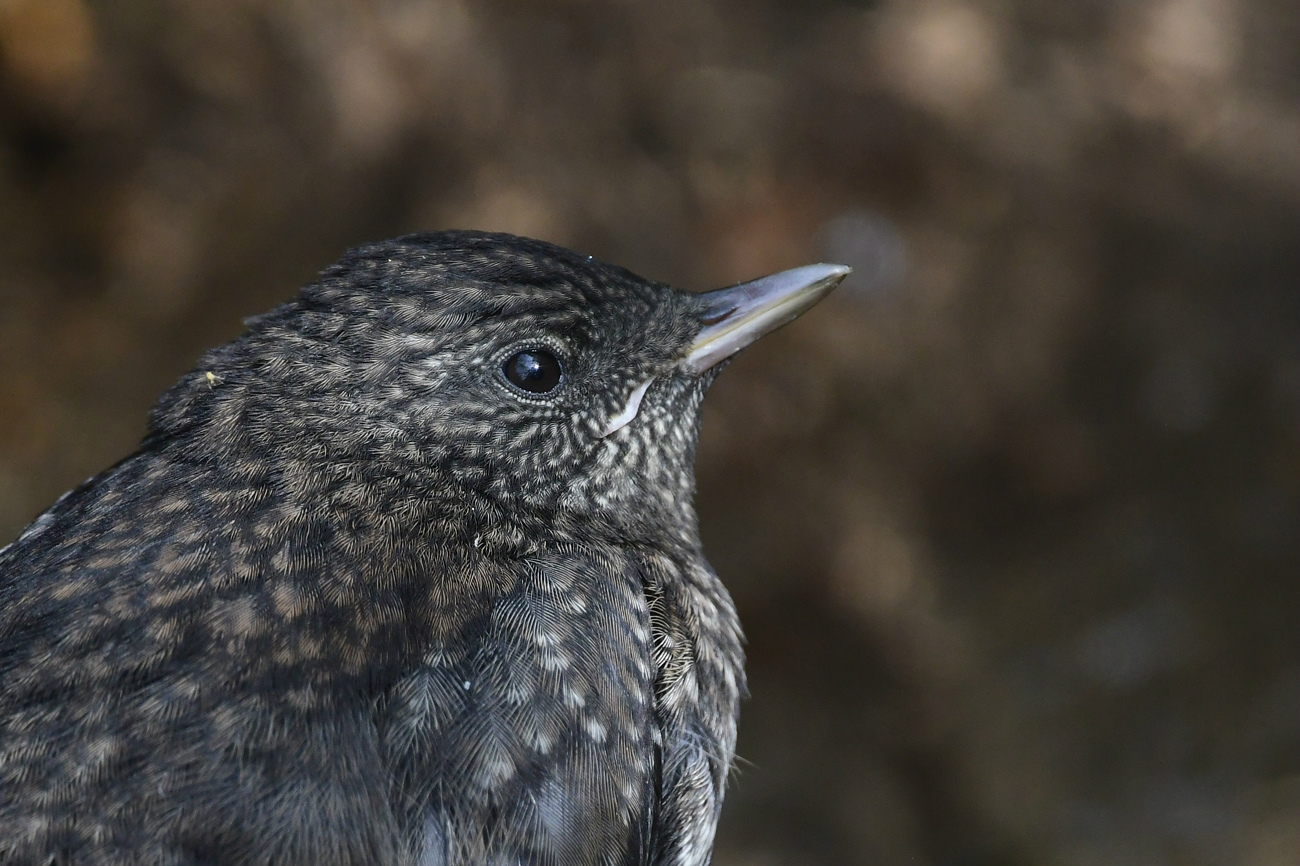 カワガラス 巣立ち雛_f0053272_23120628.jpg