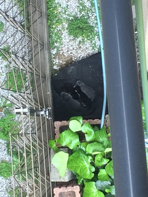 c0268274_13273146.jpeg