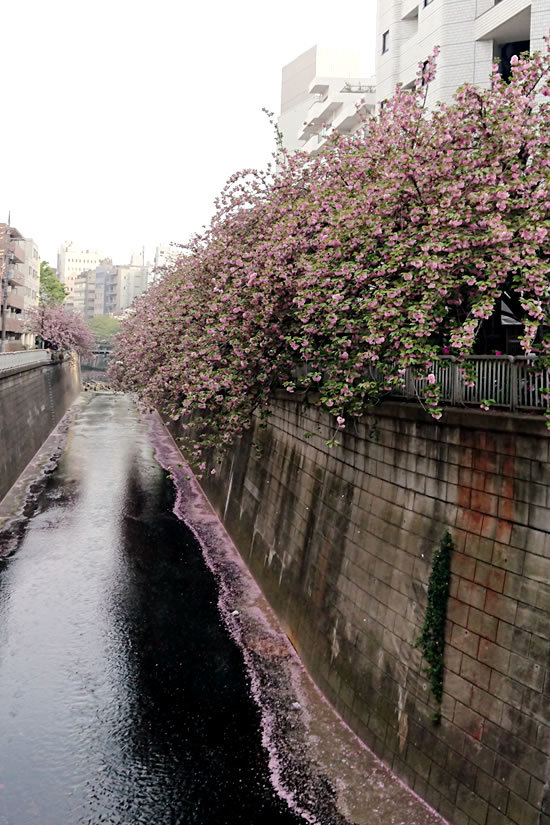 2019.4.22　目黒川の八重桜_a0353681_14542233.jpg