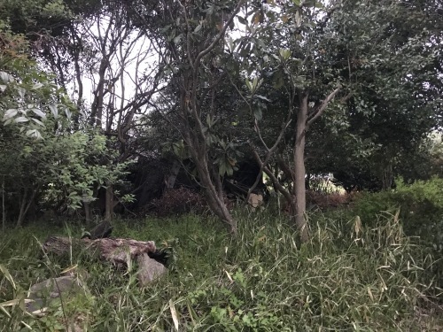 a0216583_22494259.jpeg