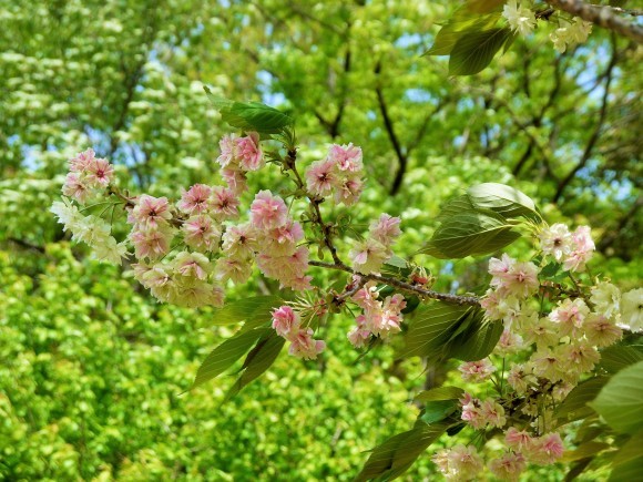 鬱金桜がピンクになった❀❀❀_a0207593_22414097.jpg