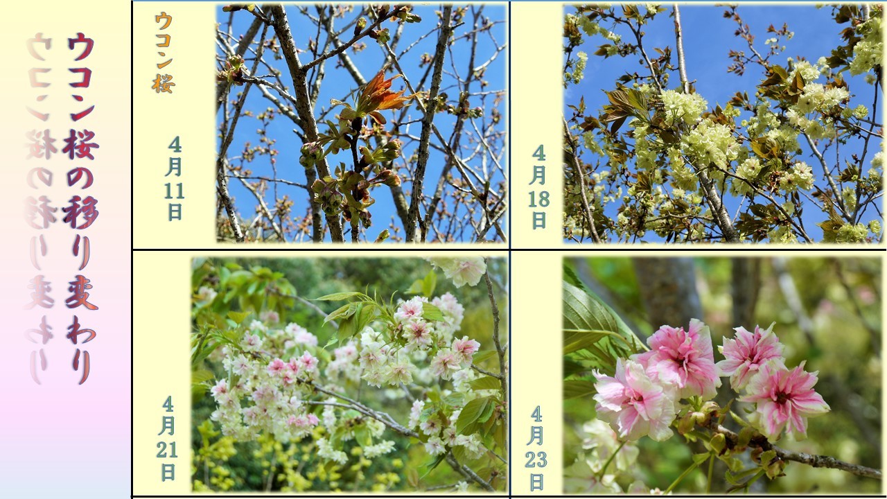 鬱金桜がピンクになった リンとヒメの散歩道