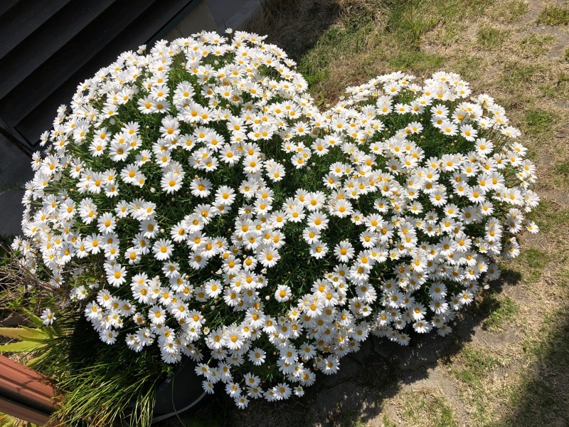 campagnolo tool   /   久々の工具_b0195093_10405235.jpg