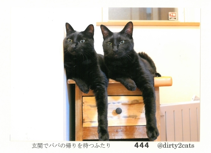 大佛次郎×ねこ写真展2019　人気投票結果！_b0134195_12213666.jpg