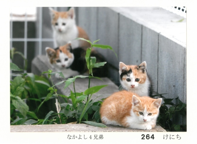 大佛次郎×ねこ写真展2019　人気投票結果！_b0134195_12214998.jpg