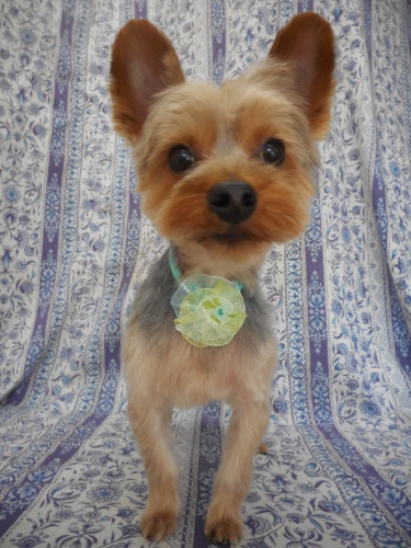 ヨーキーのこてつちゃん スッキリ カットで今日も可愛いネ ふぉるむm A 千葉市 トリミングサロン 犬の美容室 千葉県 千葉市 花見川区 ペットサロン 検見川町3 340 18 ワンちゃんのカットハウス 千葉043 301 2995 10 00 19 00 ヨーキーのこてつちゃん スッキリ カットで今日も可愛いネ ふぉるむm A 千葉市 トリミングサロン 犬の美容室 千葉県 千葉市 花見川区 ペットサロン 検見川町3 340 18 ワンちゃんのカットハウス 千葉043 301 2995 10 00 19 00