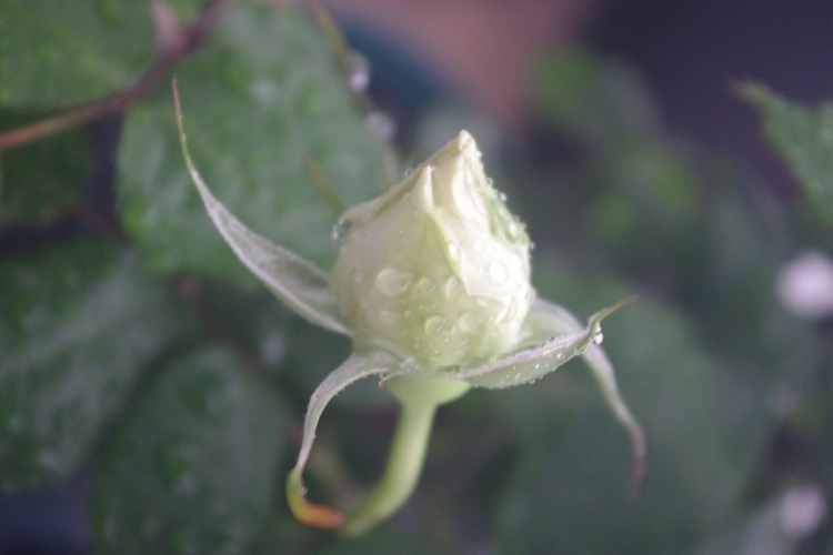 c0147909_06440041.jpg