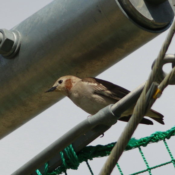 盛岡高松の池周辺で鳥見　　④　　コムクドリ_d0346713_17493782.jpg