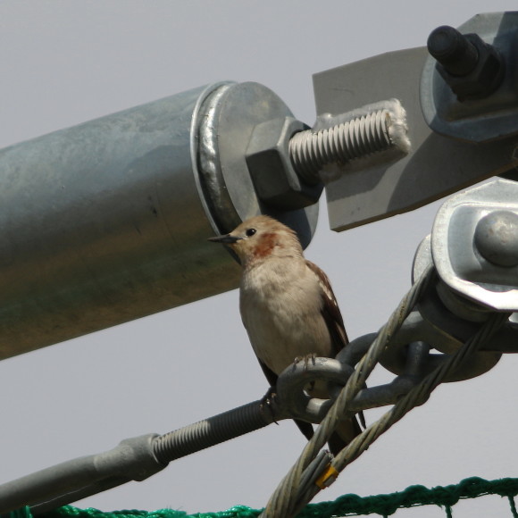 盛岡高松の池周辺で鳥見　　④　　コムクドリ_d0346713_17494661.jpg