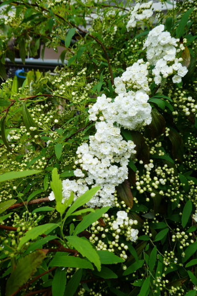 d0170615_21044030.jpg
