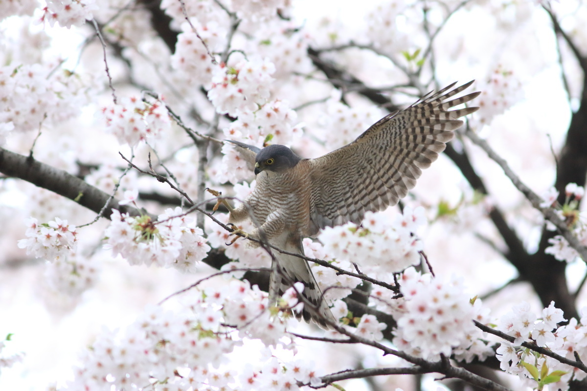 ツミ　桜の中で巣材探し_f0369315_10140186.jpg