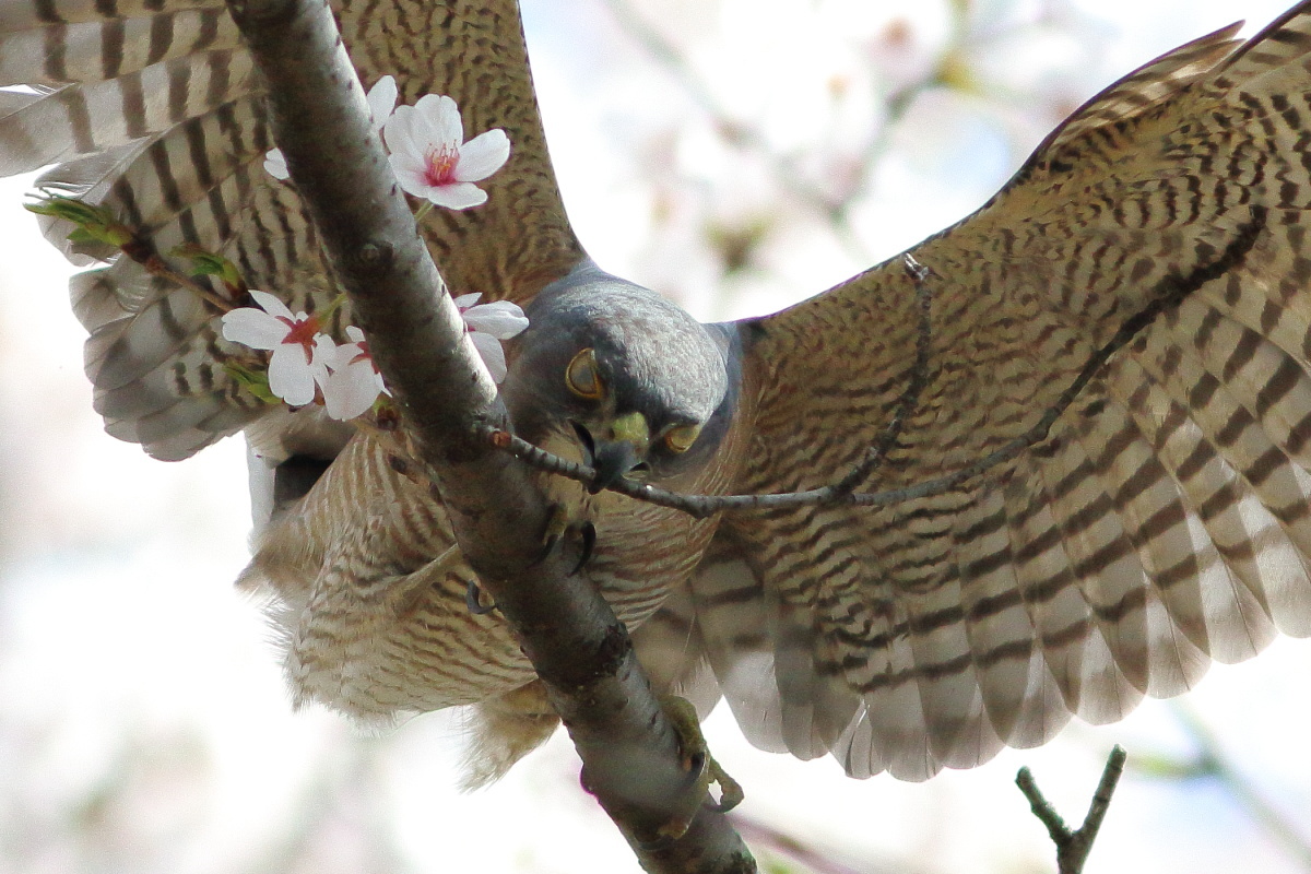 ツミ　桜の枝折る瞬間_f0369315_23271451.jpg