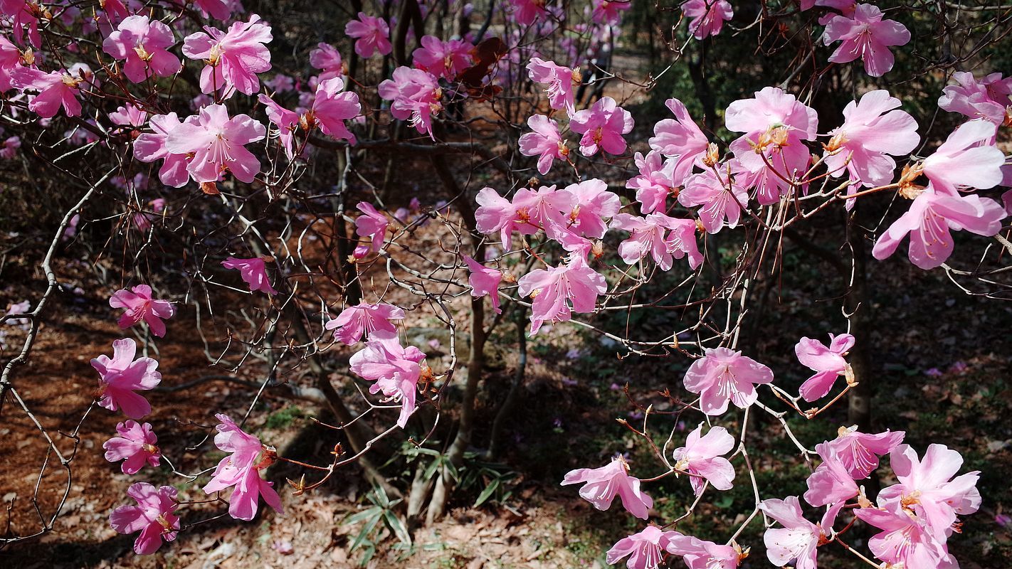 アカヤシオ満開！花の密度に咽る♪・・・赤城自然園_a0031821_10401708.jpg