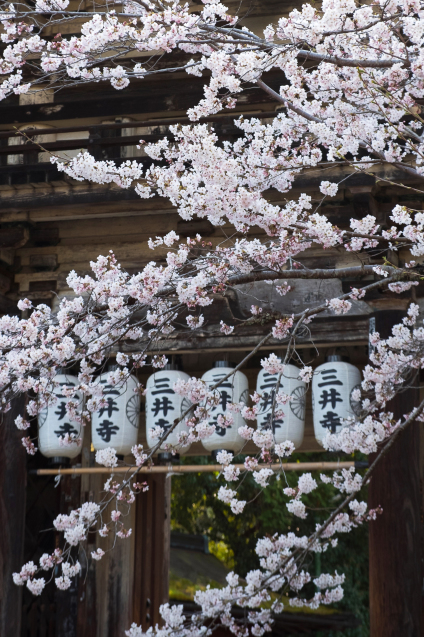 キラク写真講座 さくら撮影会① 大津 三井寺編_e0369736_10004677.jpg