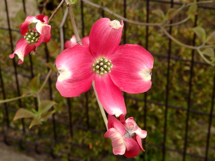 ハナミズキ 赤 時々の花