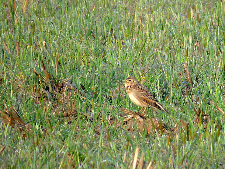 f0214649_05474237.jpg
