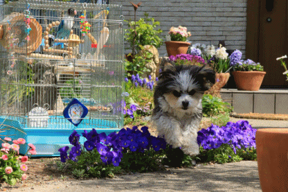 c0145250_09253720.gif