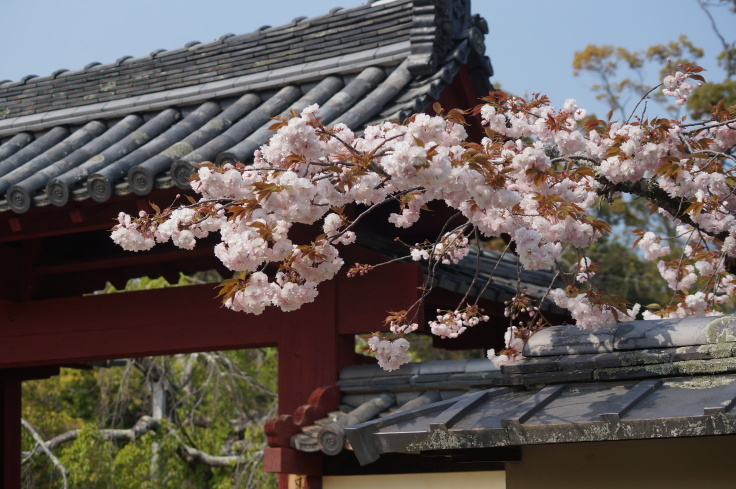 東大寺勧進所の里桜 たんぶーらんの戯言 東大寺勧進所の里桜 たんぶーらんの戯言