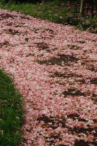 a0248459_13172139.jpg