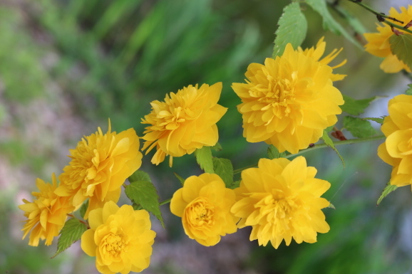 八重の山吹 ヤエノヤマブキ ひげ爺の花便り 八重の山吹 ヤエノヤマブキ ひげ爺の花便り