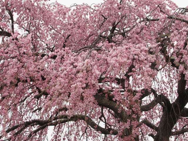 軽井沢の桜速報 19 プリンス通りの紅しだれ桜 ぴきょログ 軽井沢でぐーたら生活 軽井沢の桜速報 19 プリンス通りの紅しだれ桜 ぴきょログ 軽井沢でぐーたら生活